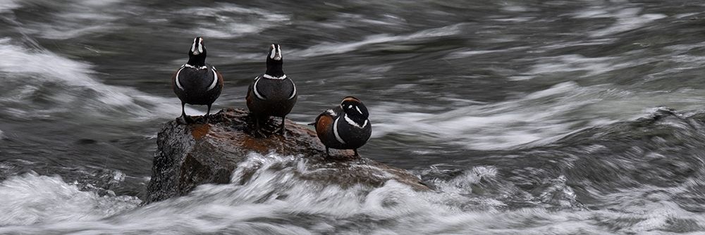 Wyoming Harlequin ducks-La Grange Cascade-Yellowstone National Park